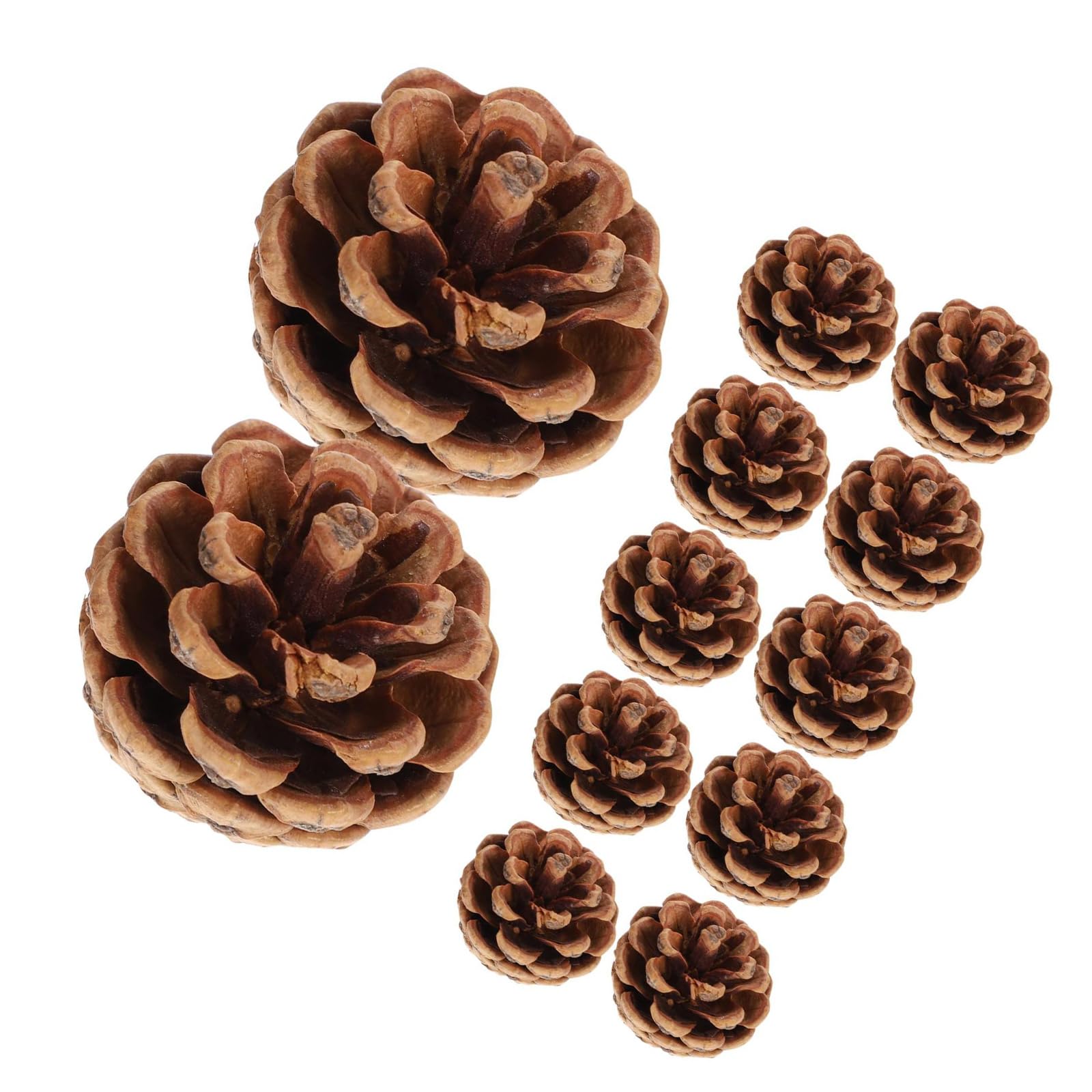 Amazon.co.jp: 48個 松 円錐 乾燥 花 松ぼっくり 工芸用 収穫